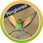 birds ringtones free 2018 android application logo